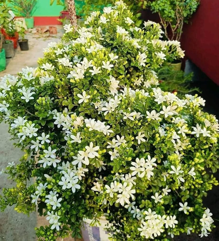 Madhu Kamini Dwarf Flower Plant
