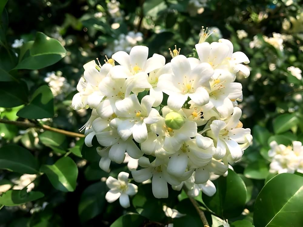 Madhu Kamini Dwarf Flower Plant — photo 2