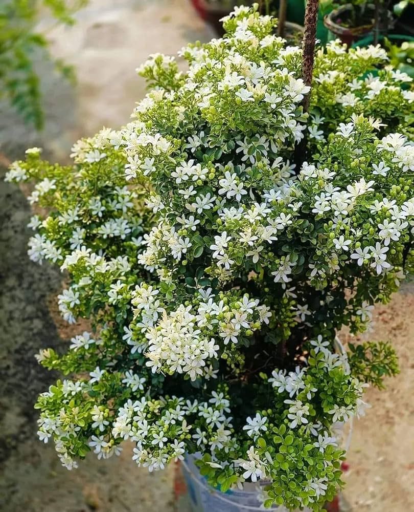 Madhu Kamini Dwarf Flower Plant — photo 3