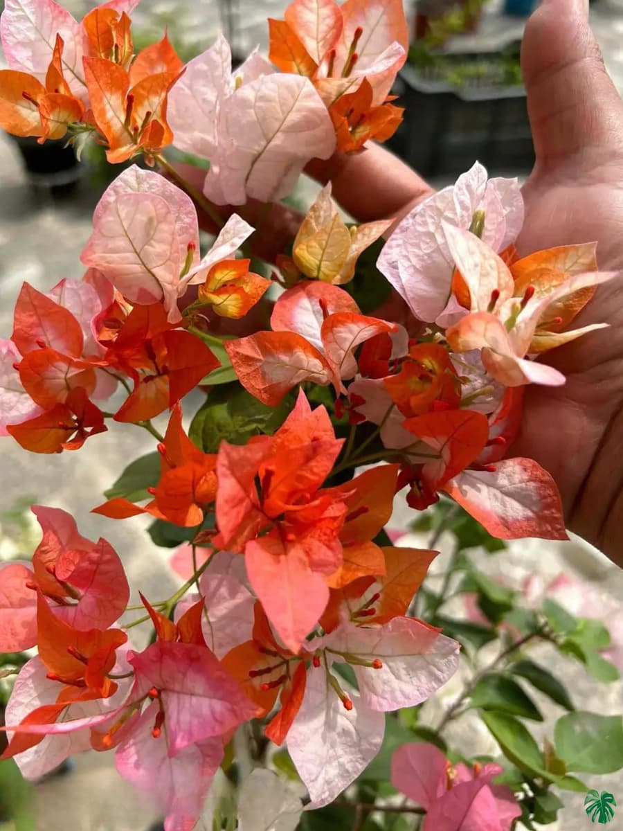 Maharani Bougainvillea Flower Plant