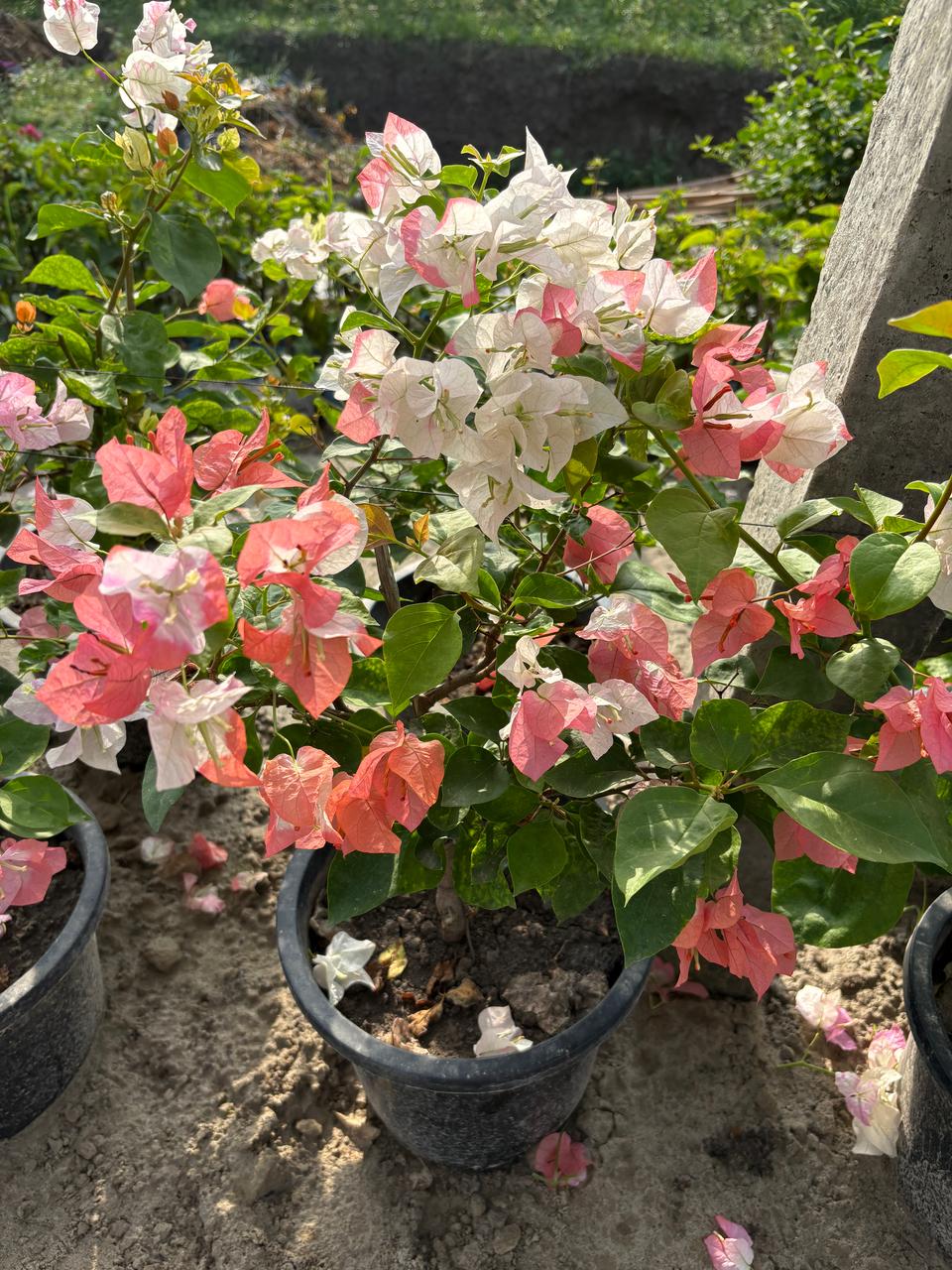 Maharani Bougainvillea Flower Plant — photo 2
