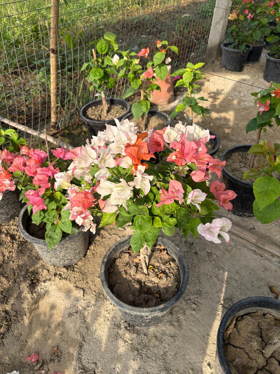Maharani Bougainvillea Flower Plant — photo 3