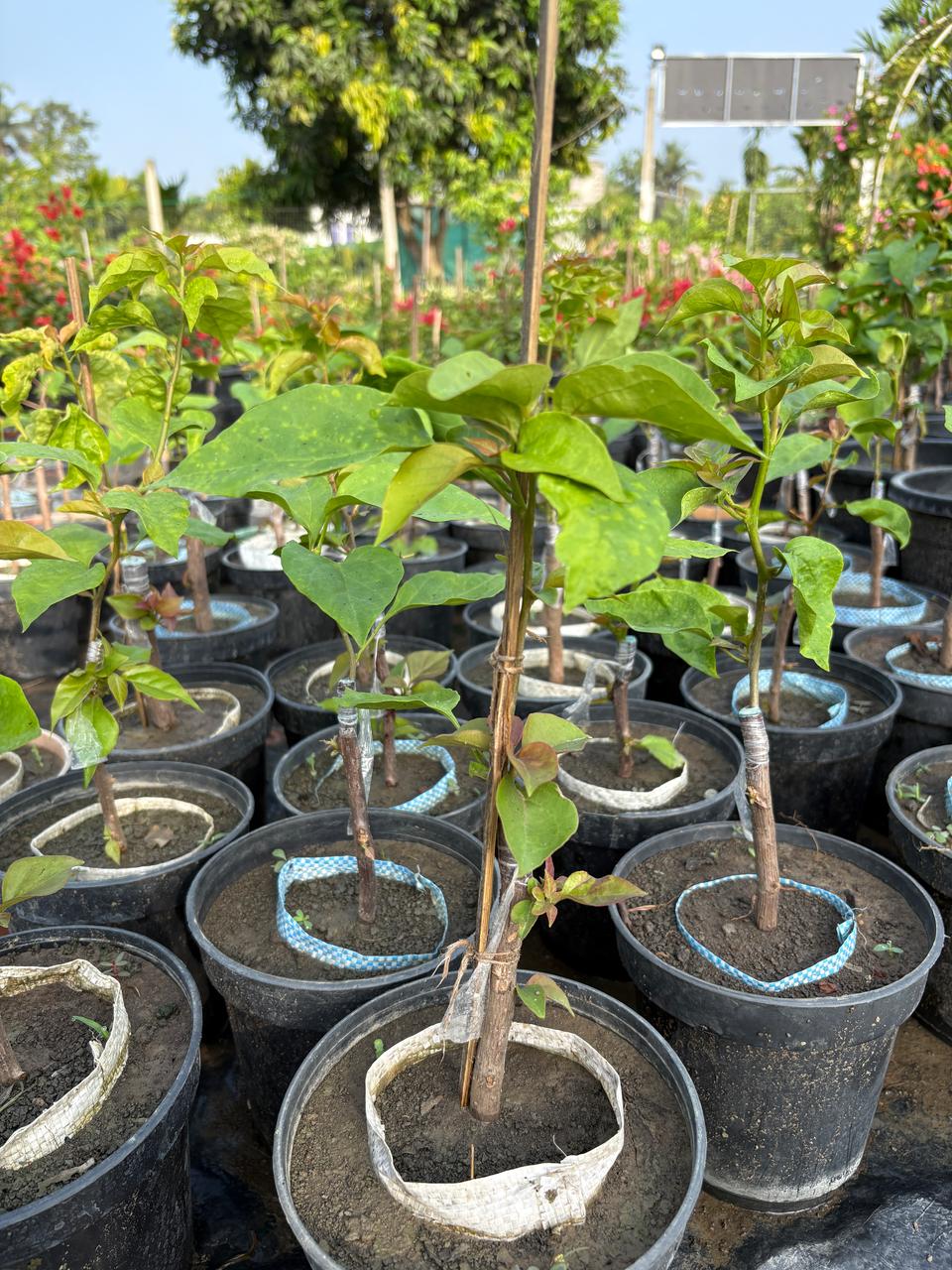Maharani Bougainvillea Flower Plant — photo 4
