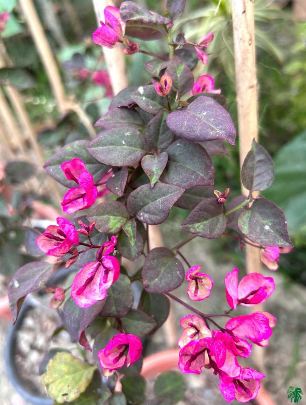 Black Maria Bougainvillea Flower Plant