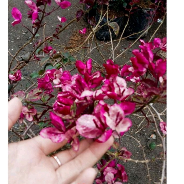 Black Maria Bougainvillea Flower Plant — photo 2