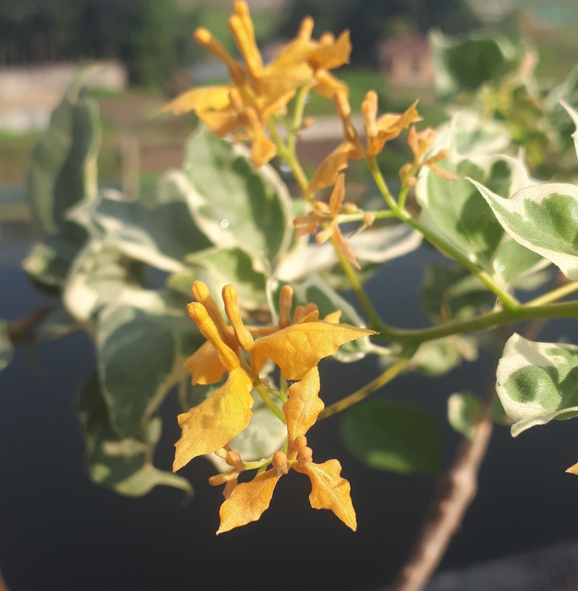 Ray Fish Bougainvillea — photo 3