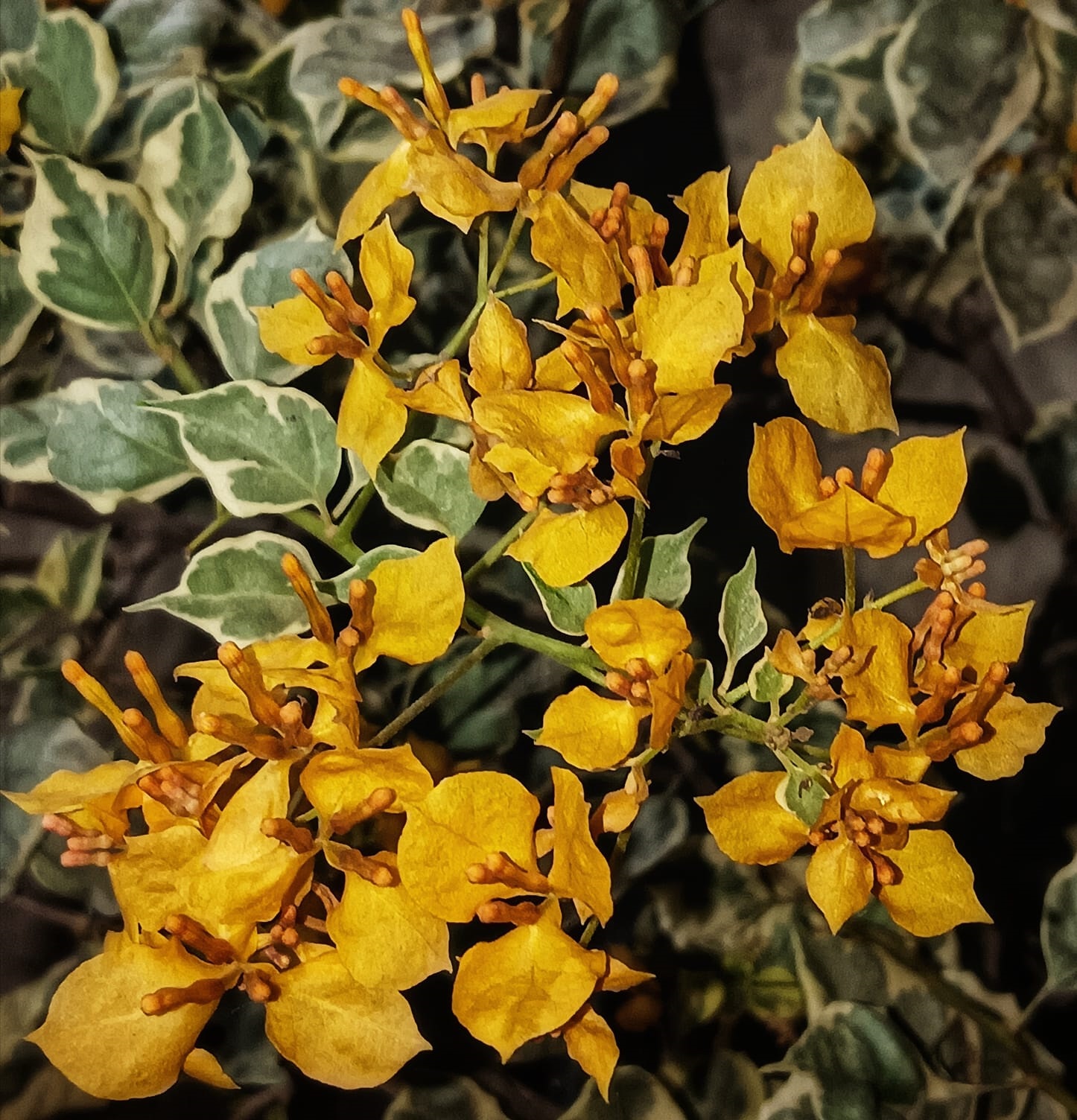 Ray Fish Bougainvillea — photo 4