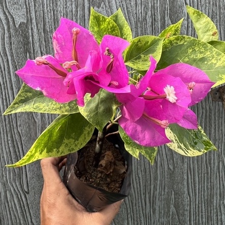 Tigher Brunei Bougainvillea