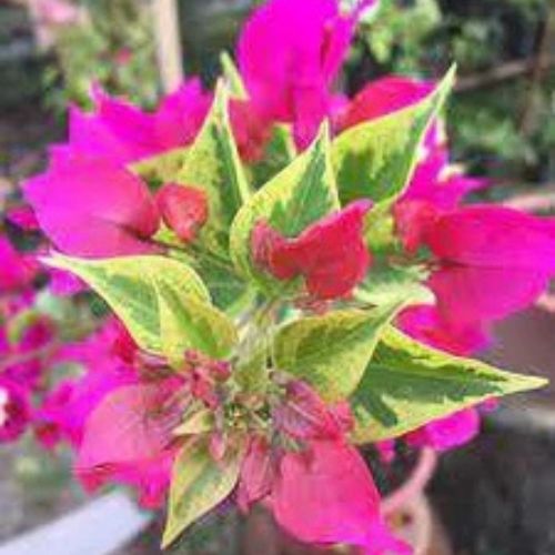Tigher Brunei Bougainvillea — photo 2