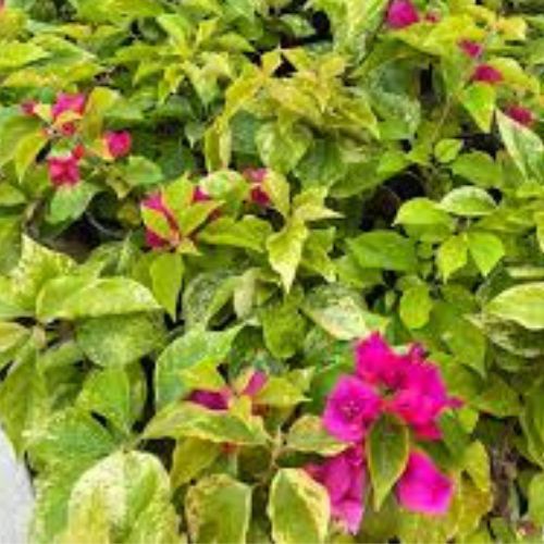 Tigher Brunei Bougainvillea — photo 3