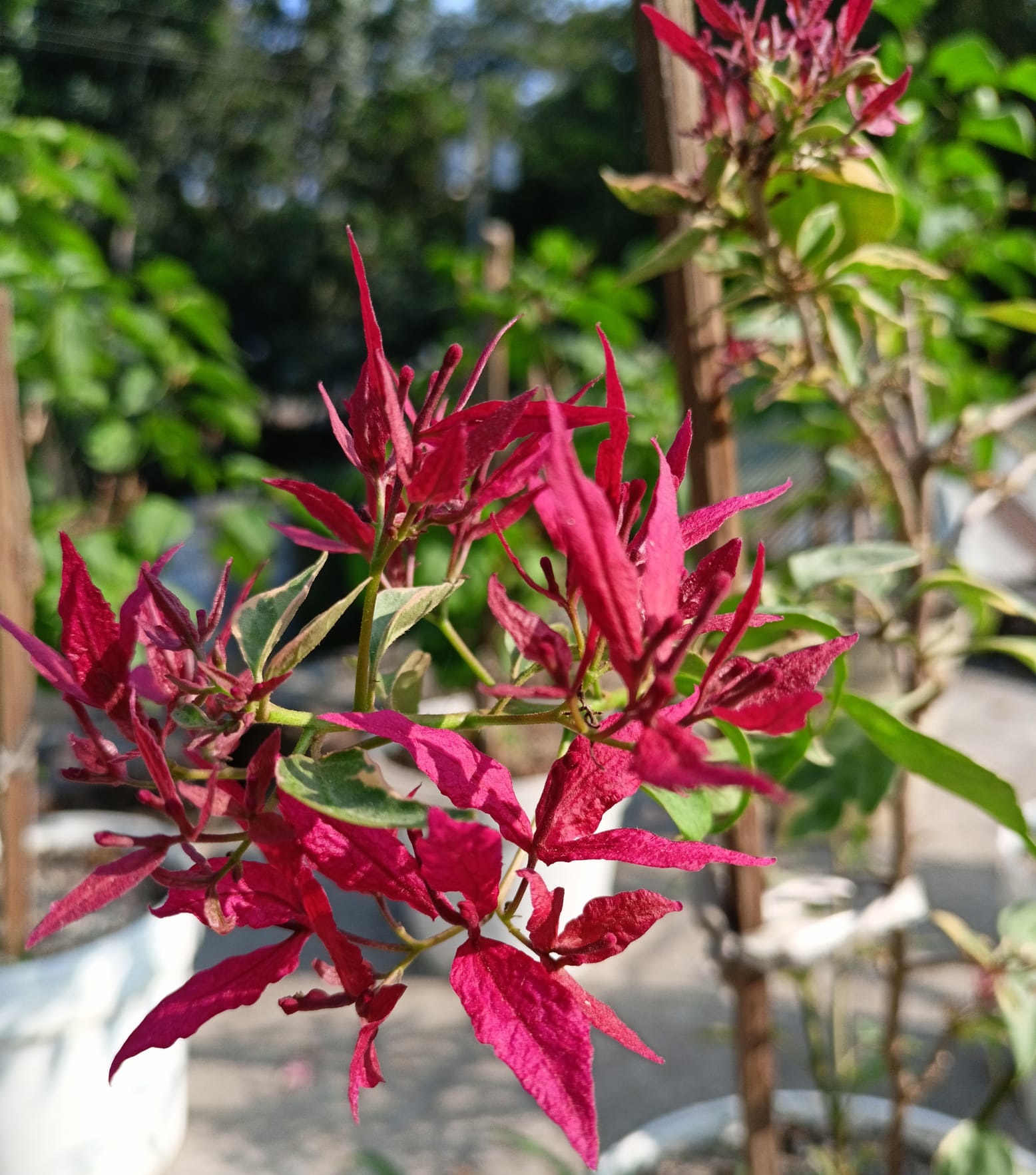 Red Butterfly Bougainvillea