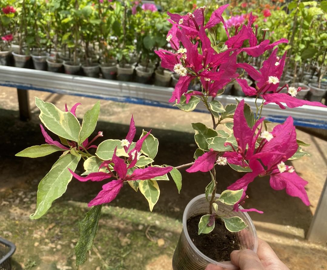 Red Butterfly Bougainvillea — photo 2