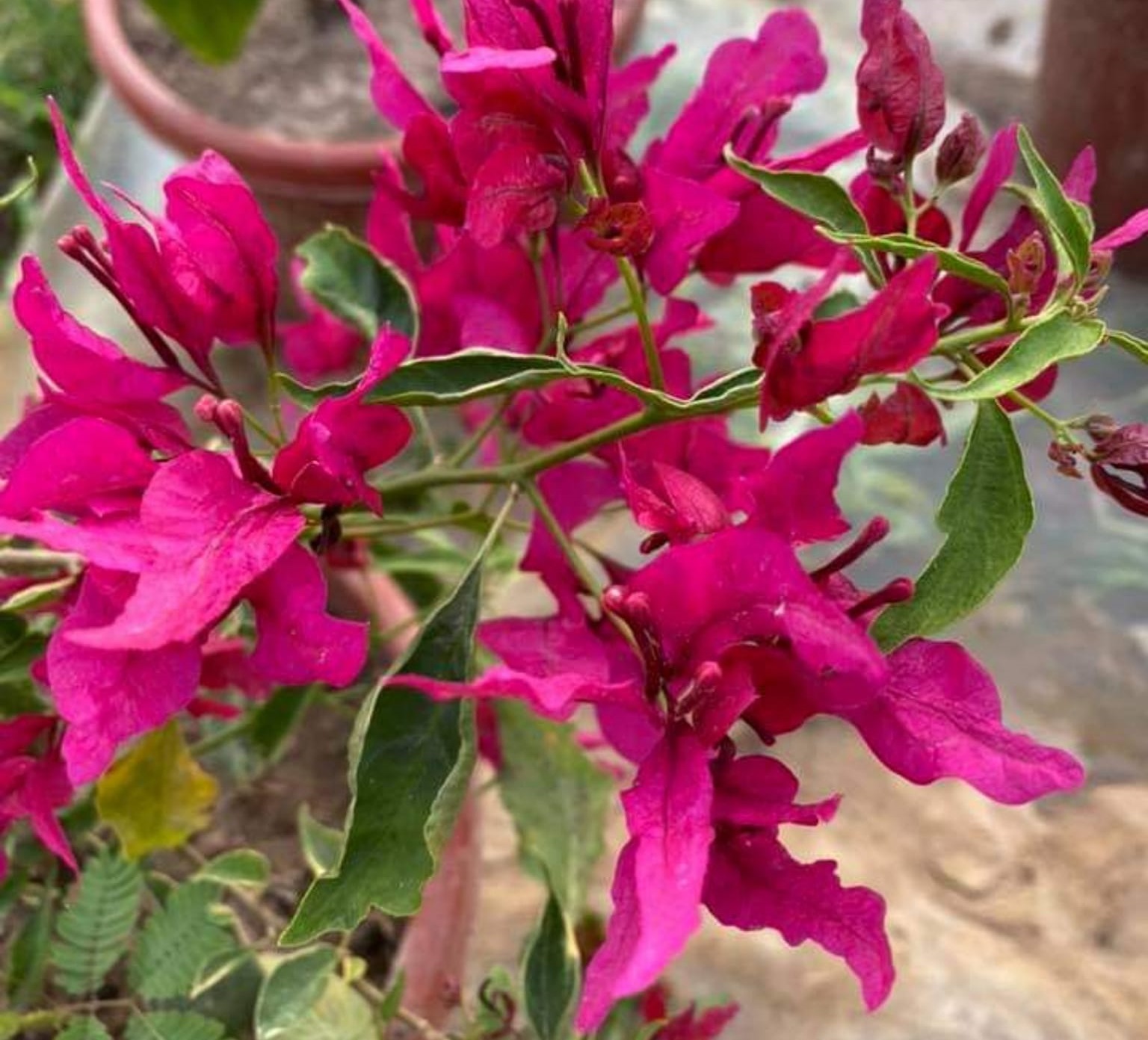 Red Butterfly Bougainvillea — photo 3