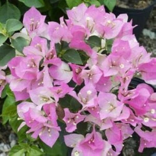 Thai Delight Bougainvillea