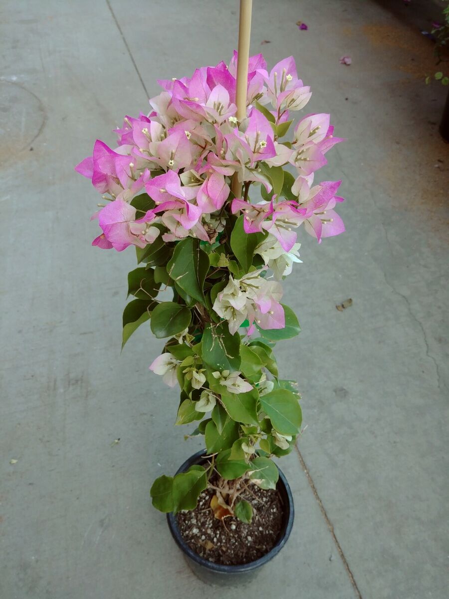 Thai Delight Bougainvillea — photo 2
