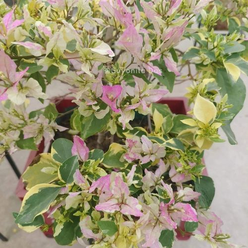 Splash Butterfly Bougainvillea