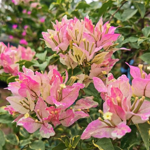 Splash Butterfly Bougainvillea — photo 2