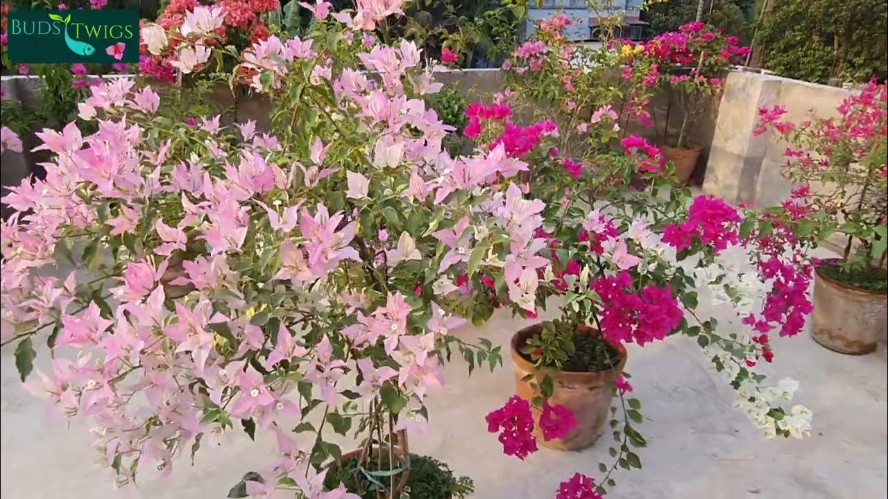 Splash Butterfly Bougainvillea — photo 3