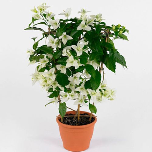 Dania White Bougainvillea