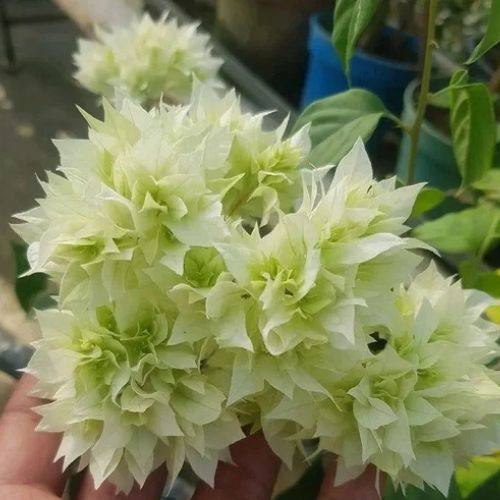 Dania White Bougainvillea — photo 2