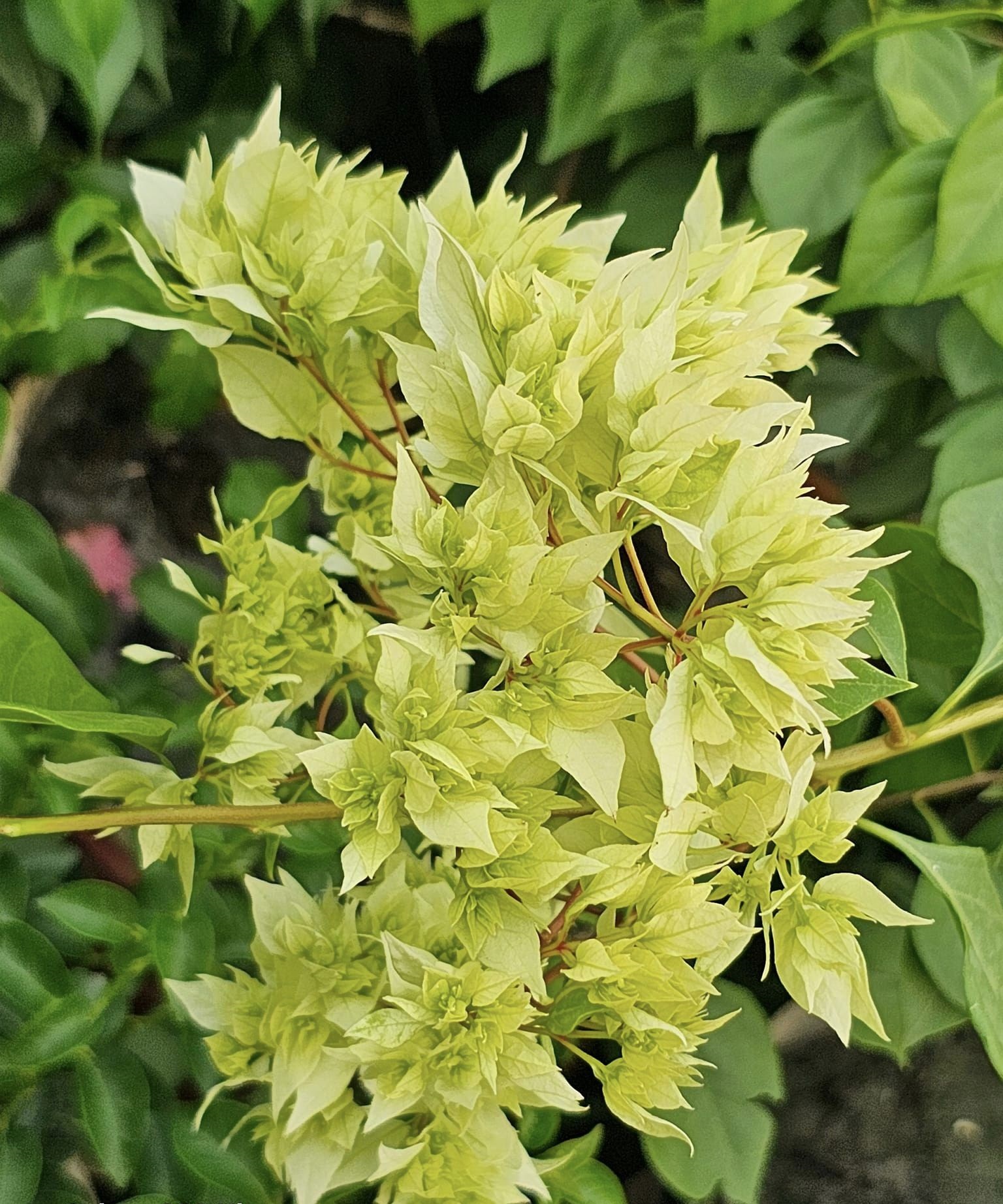 Dania White Bougainvillea — photo 3