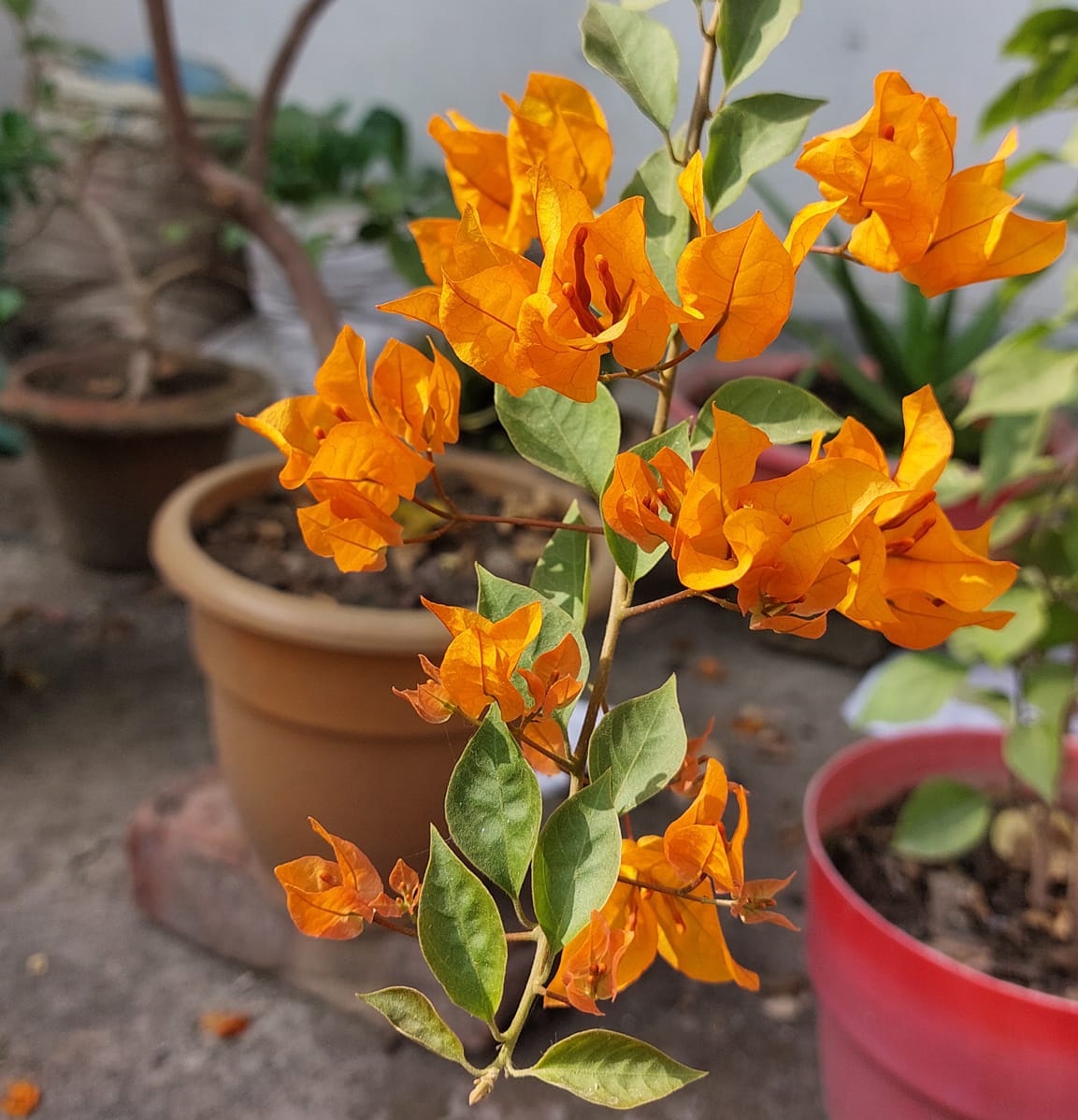 Chili Yellow Bougainvillea