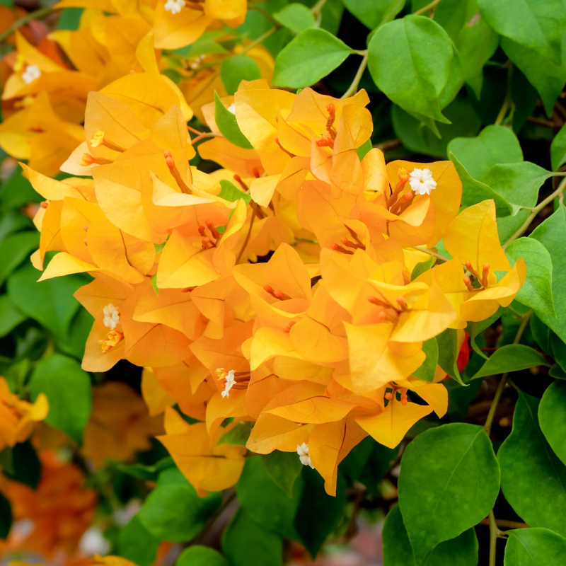 Chili Yellow Bougainvillea — photo 2