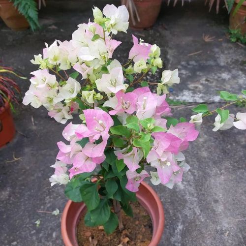 Chili Ice Cream Bougainvillea — photo 2