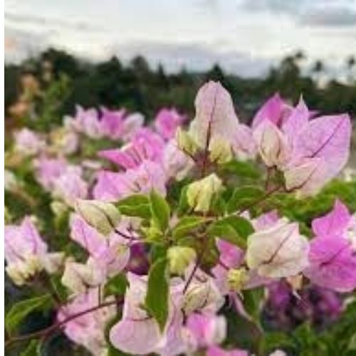 Chili Ice Cream Bougainvillea — photo 3