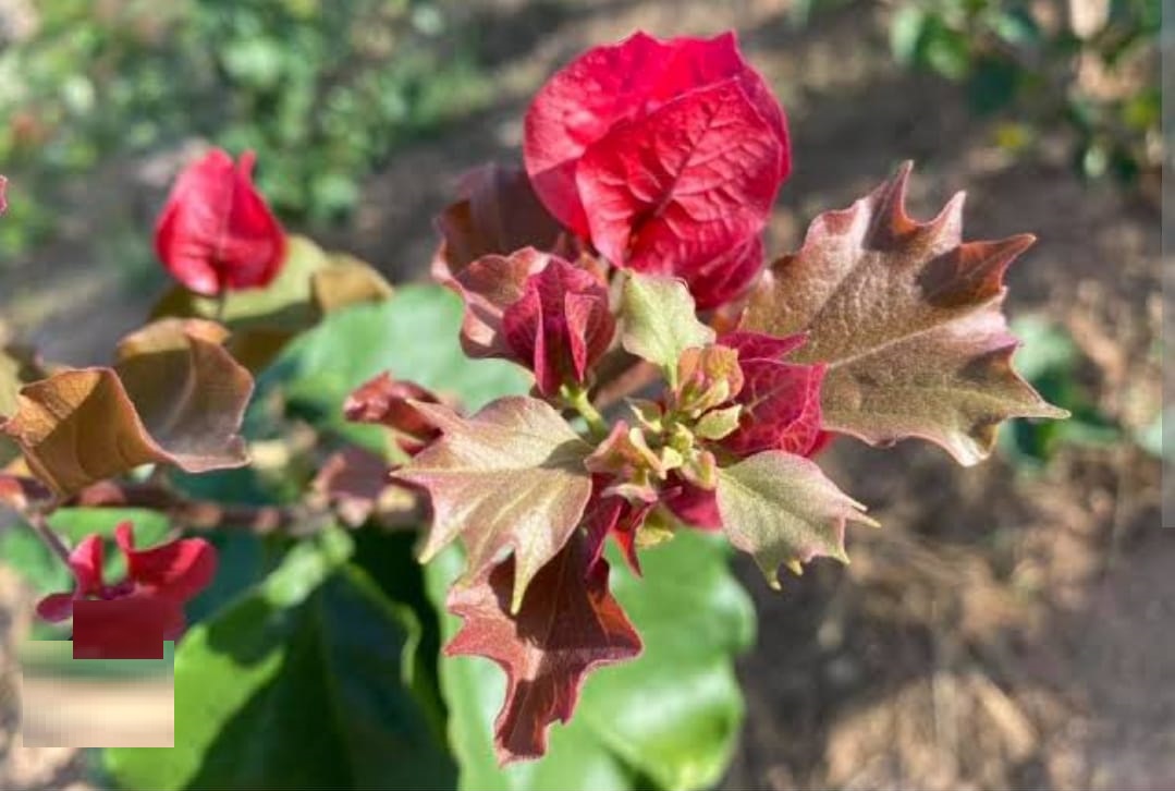 Duck Feet Lipstick Bougainvillea