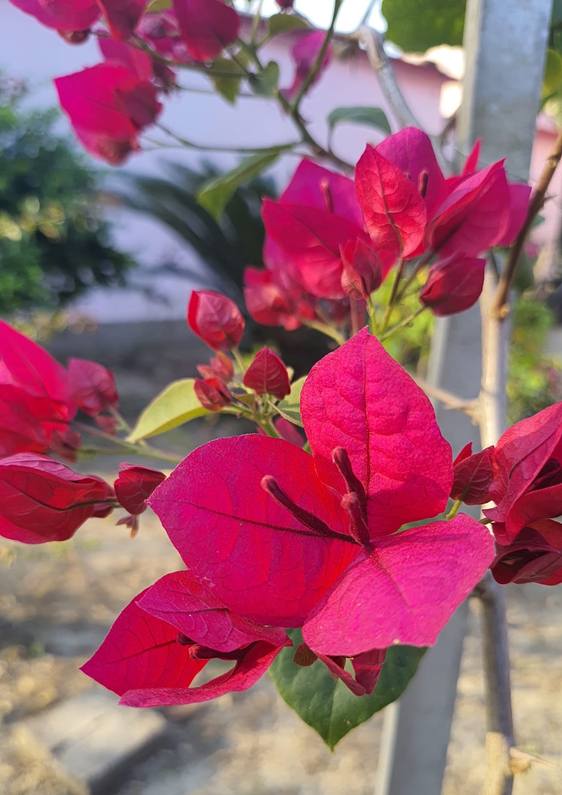 Duck Feet Lipstick Bougainvillea — photo 2