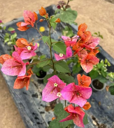 Duck Feet Lipstick Bougainvillea — photo 3
