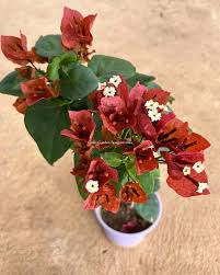 Chocolate Brown bougainvillea