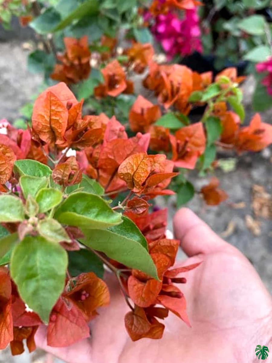 Chocolate Brown bougainvillea — photo 2