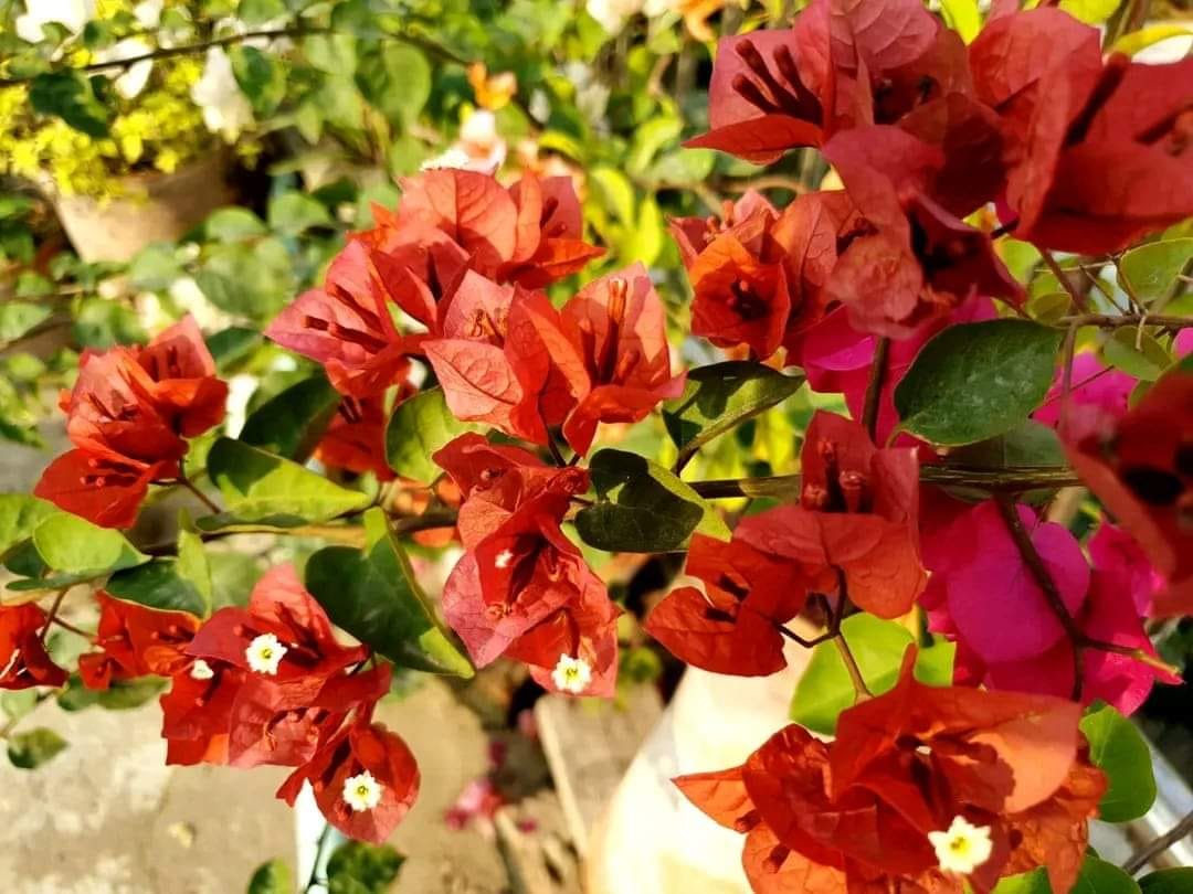 Chocolate Brown bougainvillea — photo 3