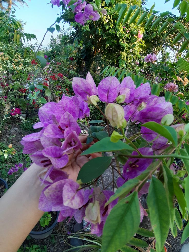 Violet September Bougainvillea