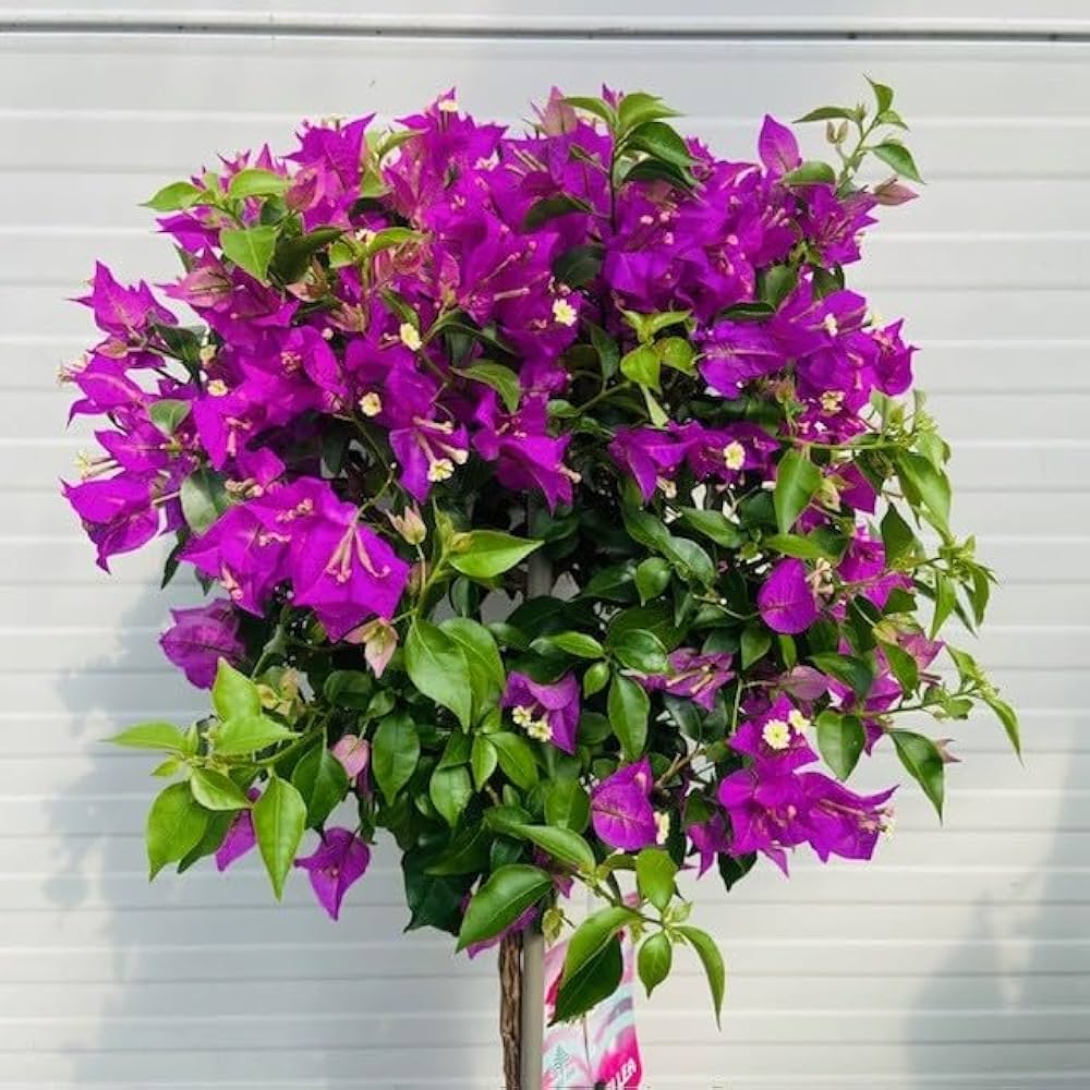 Violet September Bougainvillea — photo 2