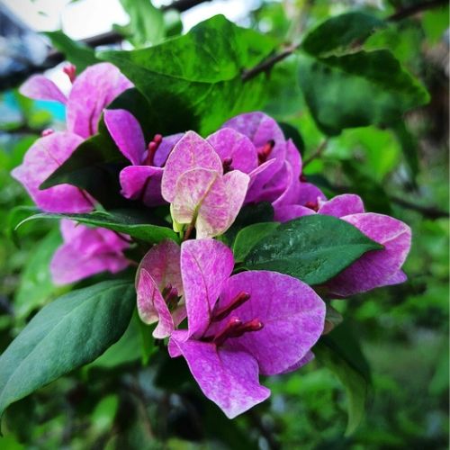 Violet September Bougainvillea — photo 3