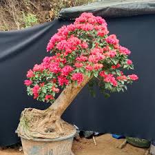 Silver Red Bougainvillea