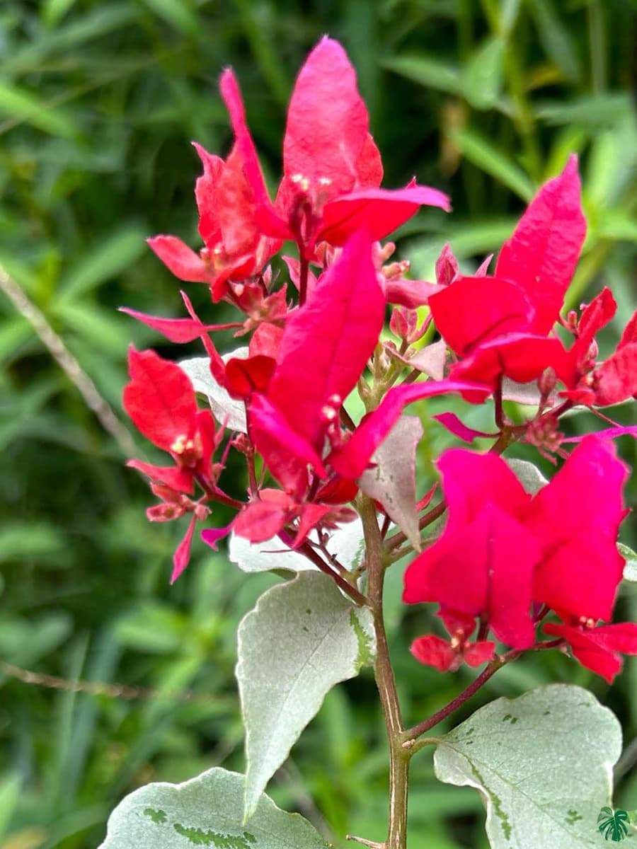 Silver Red Bougainvillea — photo 2