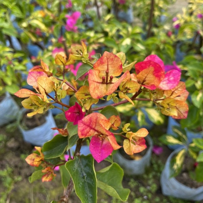 3 Star Bougainvillea