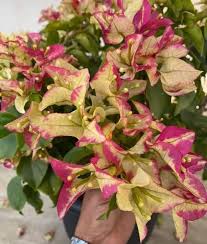 3 Star Bougainvillea — photo 2