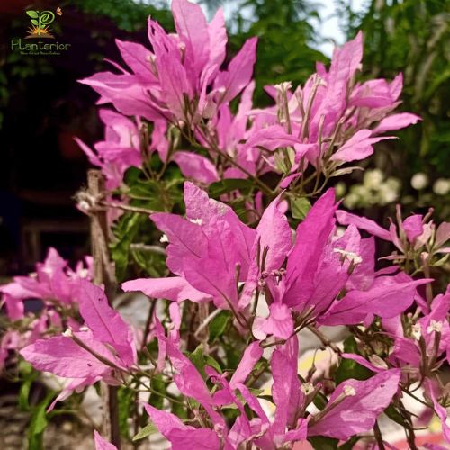 Spider Bougainvillea