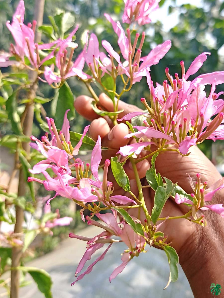 Spider Bougainvillea — photo 2