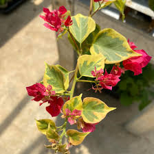 Red Wonder Bougainvillea