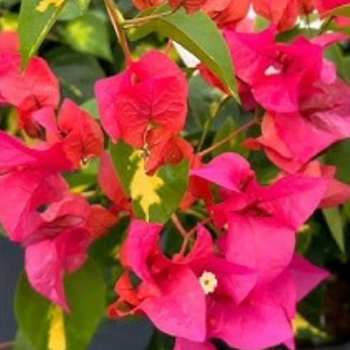 Red Wonder Bougainvillea — photo 2