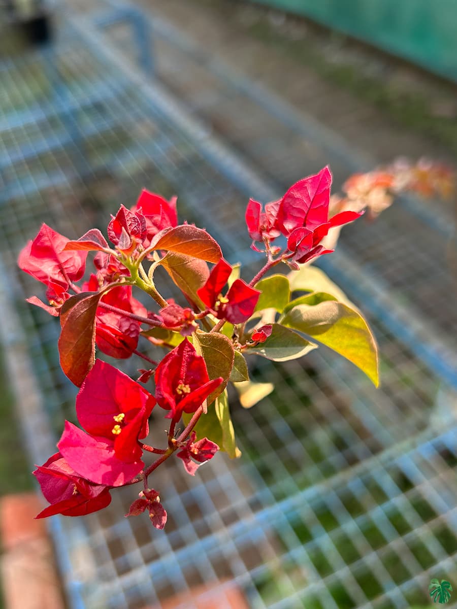 Red Wonder Bougainvillea — photo 3