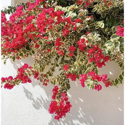Rainbow Variegated Bougainvillea