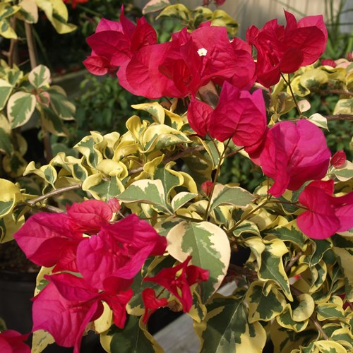 Rainbow Variegated Bougainvillea — photo 2