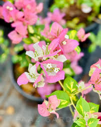 Thimma Peach Bougainvillea